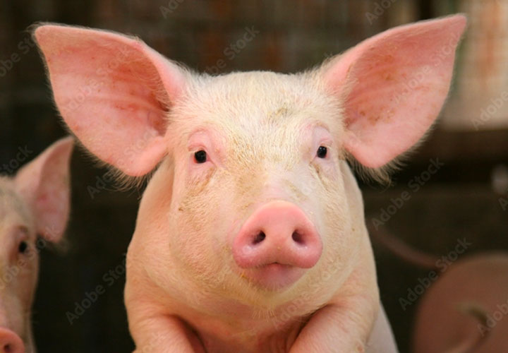 Pigs Post 1