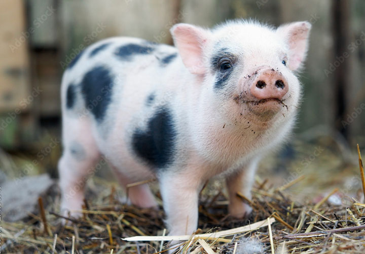 Pigs Post 2