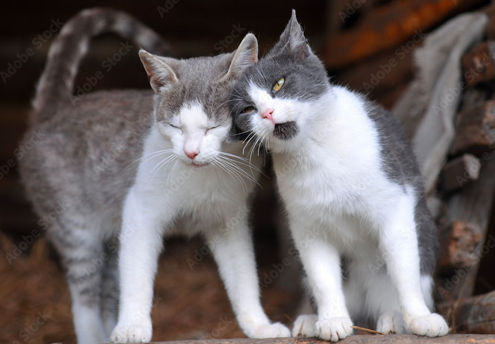 Cat post 1