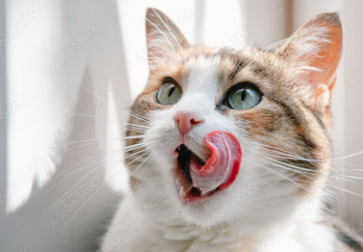 Cat post 2