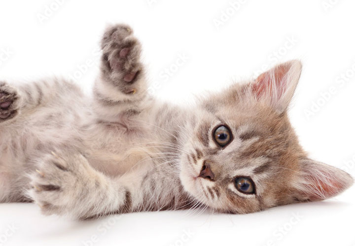Cat post 4