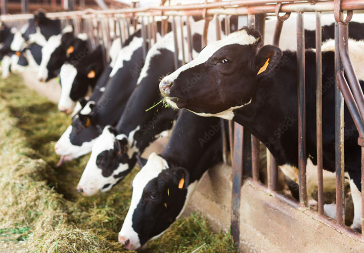 Cows Post 2