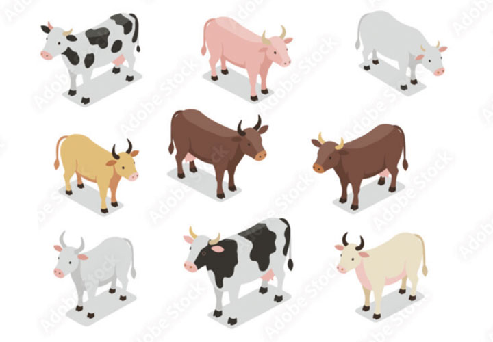 Cows Post 5