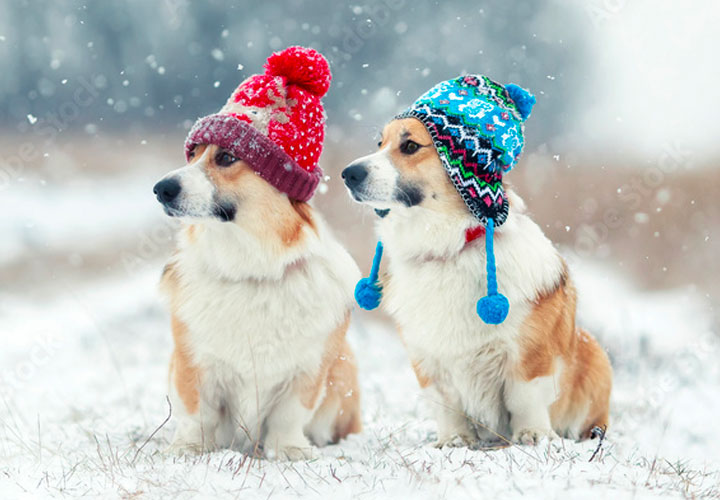 Dog post 1