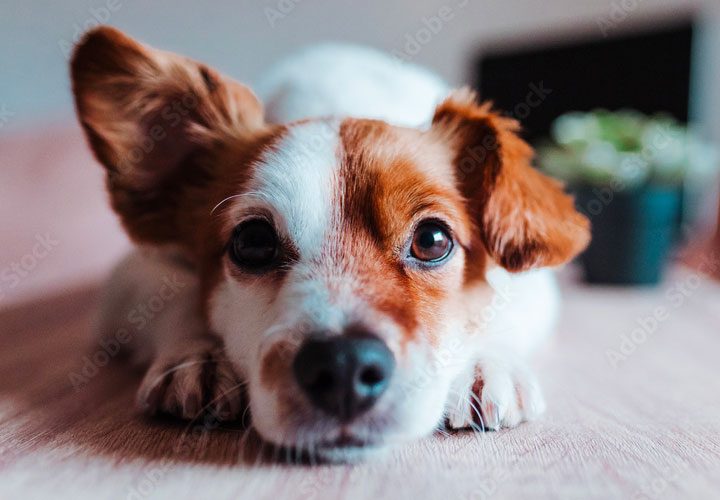 Dog post 2