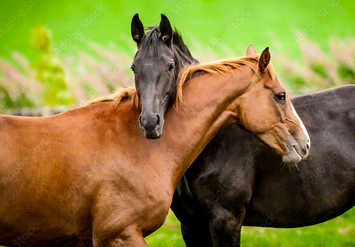 Horses Post 1