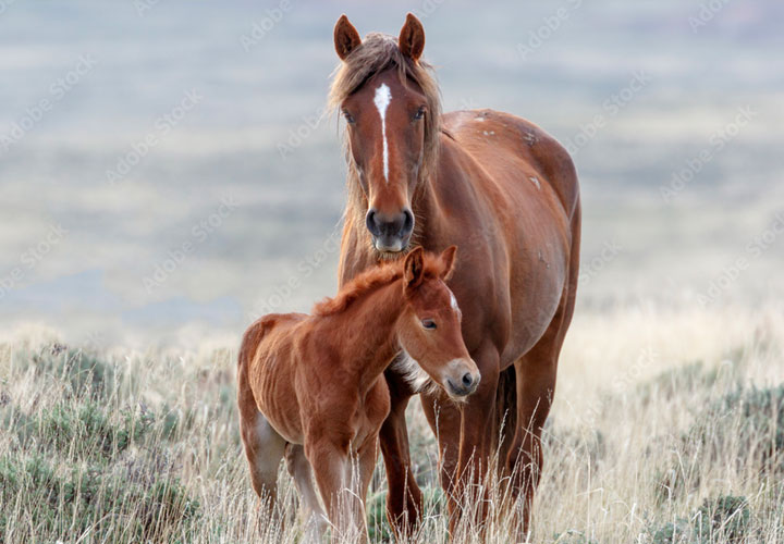 Horses Post 2